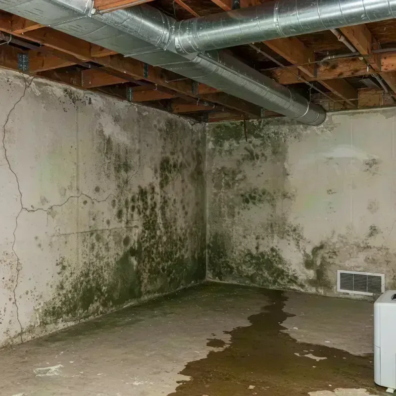 Professional Mold Removal in Justice, IL